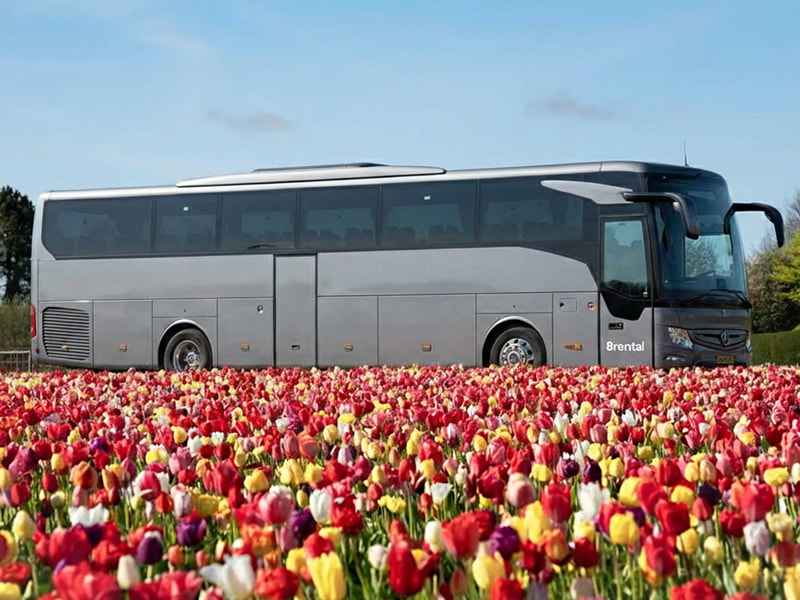 coach on tulips field